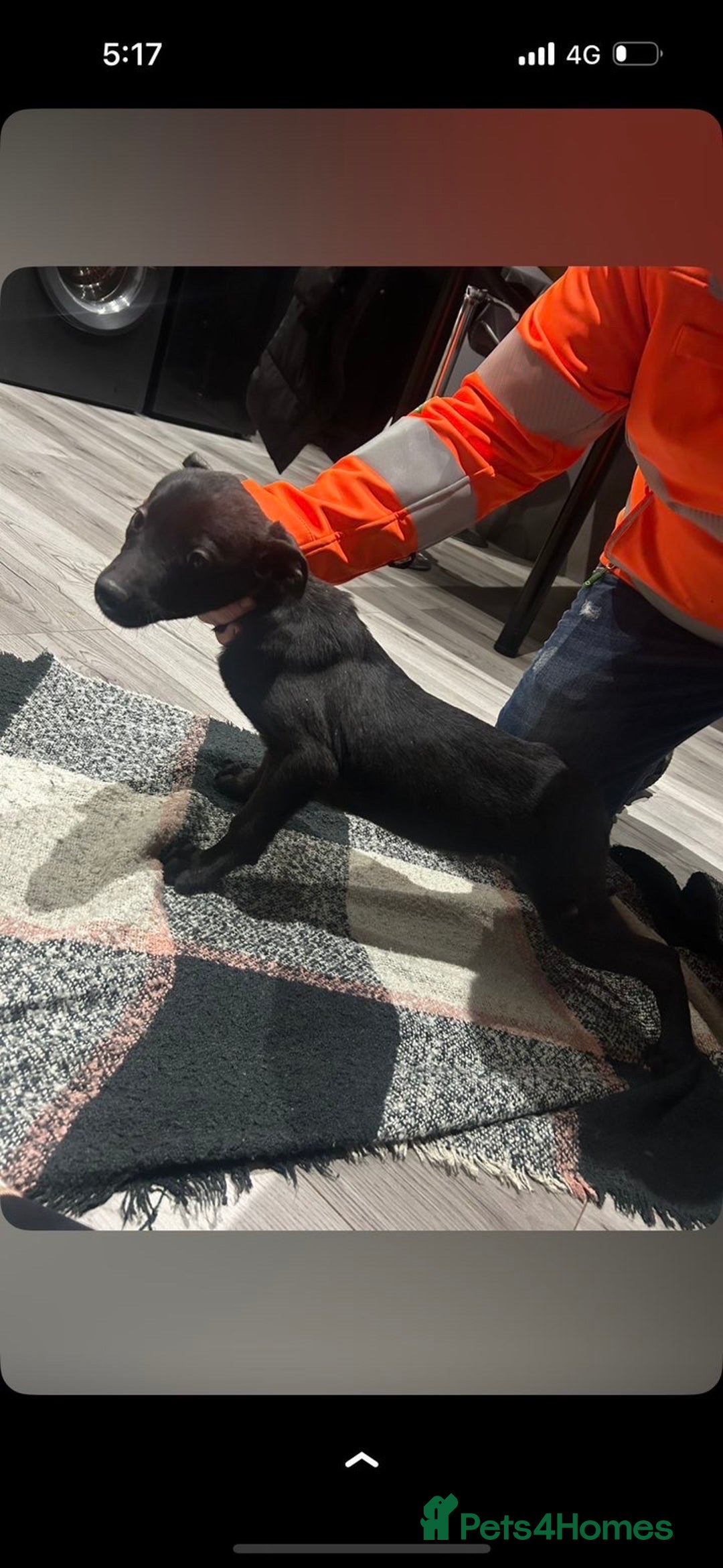 Lurcher dogs for sale: LAST LURCHER LEFT - Advert 4