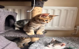 Toyger cats for sale: Adorable kitten  - Image 11