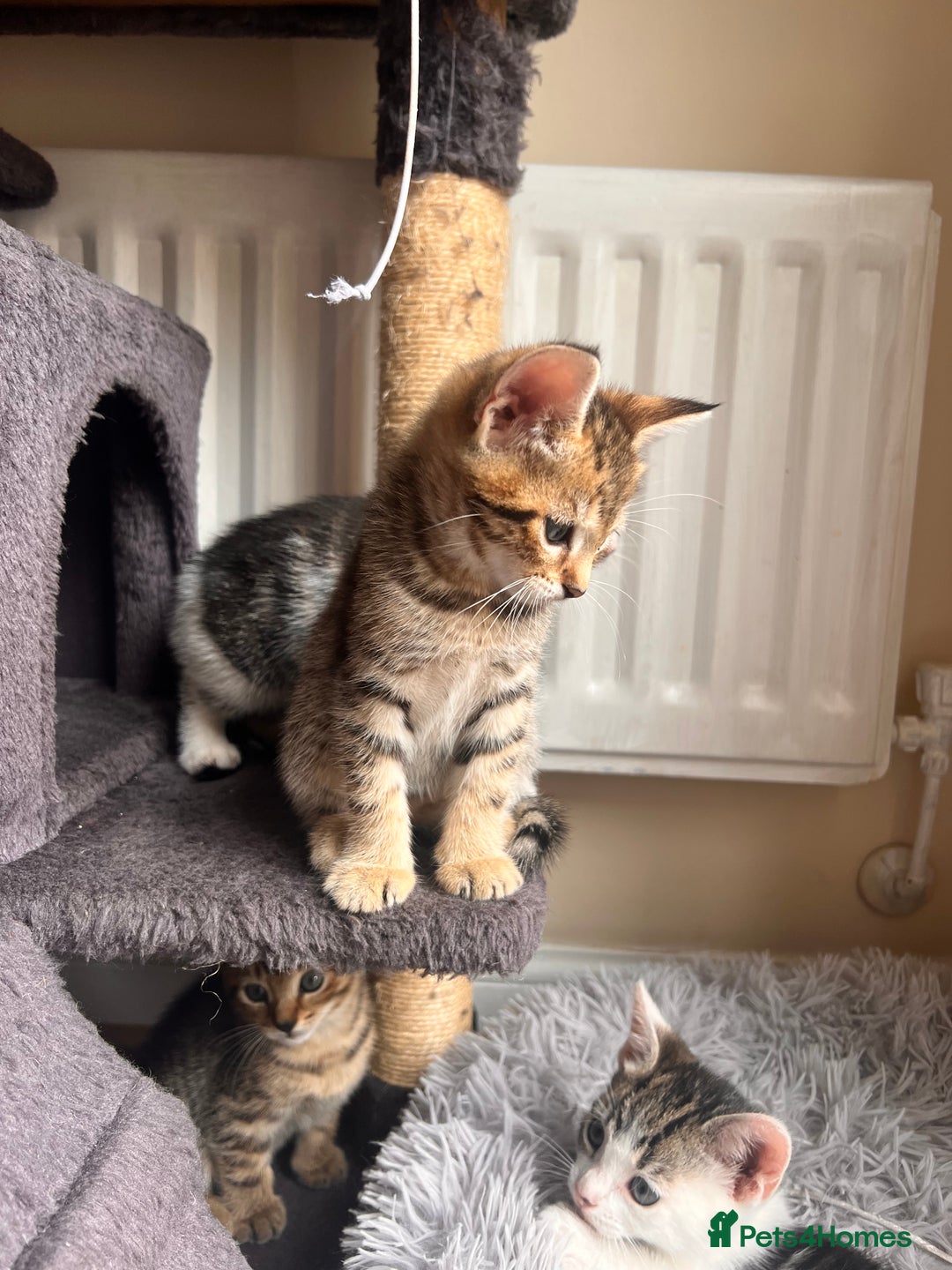 Toyger cats for sale: Adorable kitten  - Image 11