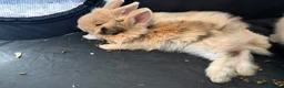 Mini Lion Lop rabbits for sale: Last female mini lion lop  - Advert 2