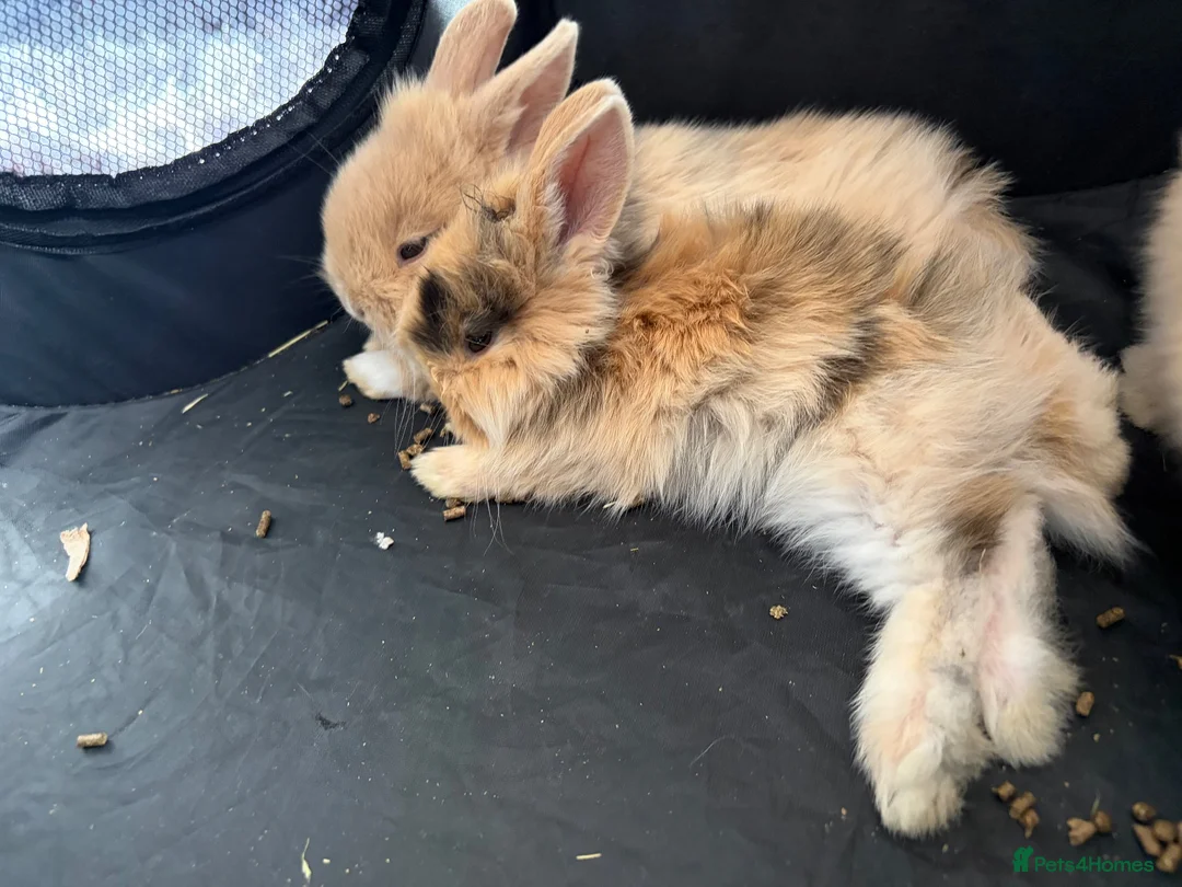 Mini Lion Lop rabbits for sale: Last female mini lion lop  - Advert 2