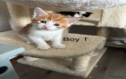 Mixed Breed cats for sale: 4 Gorgeous little boys  - Image 16