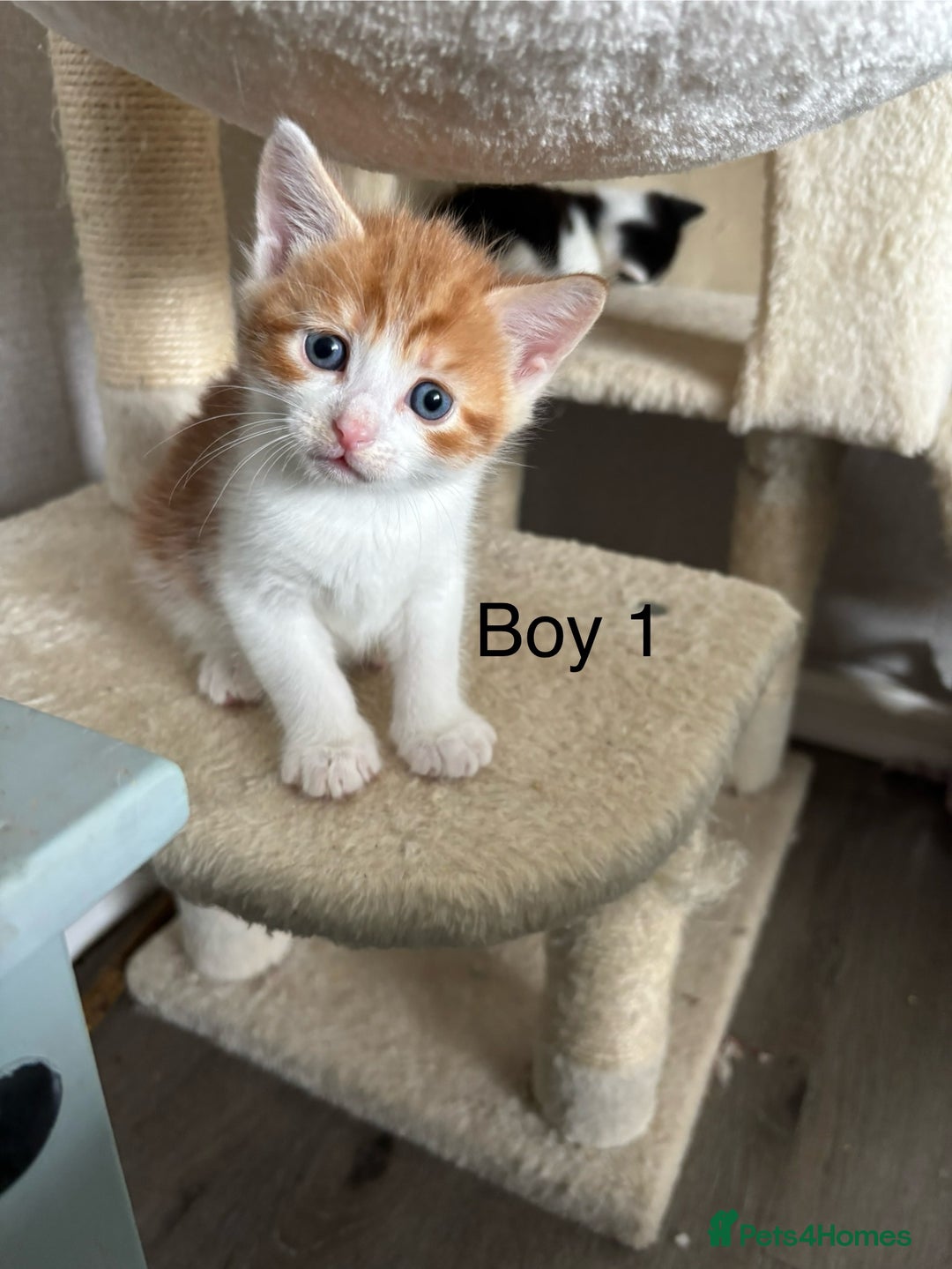 Mixed Breed cats for sale: 4 Gorgeous little boys  - Image 16