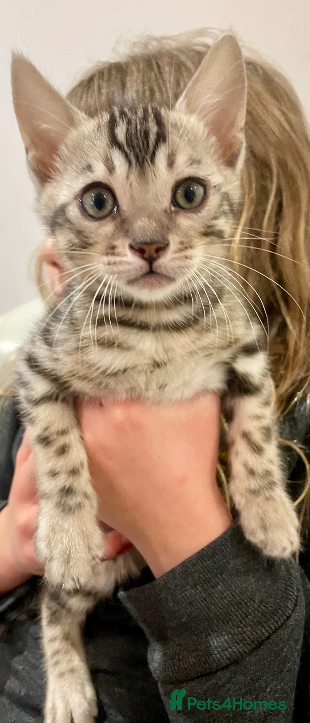 Bengal cats for sale: Pure Bengal Kittens  - Advert 27