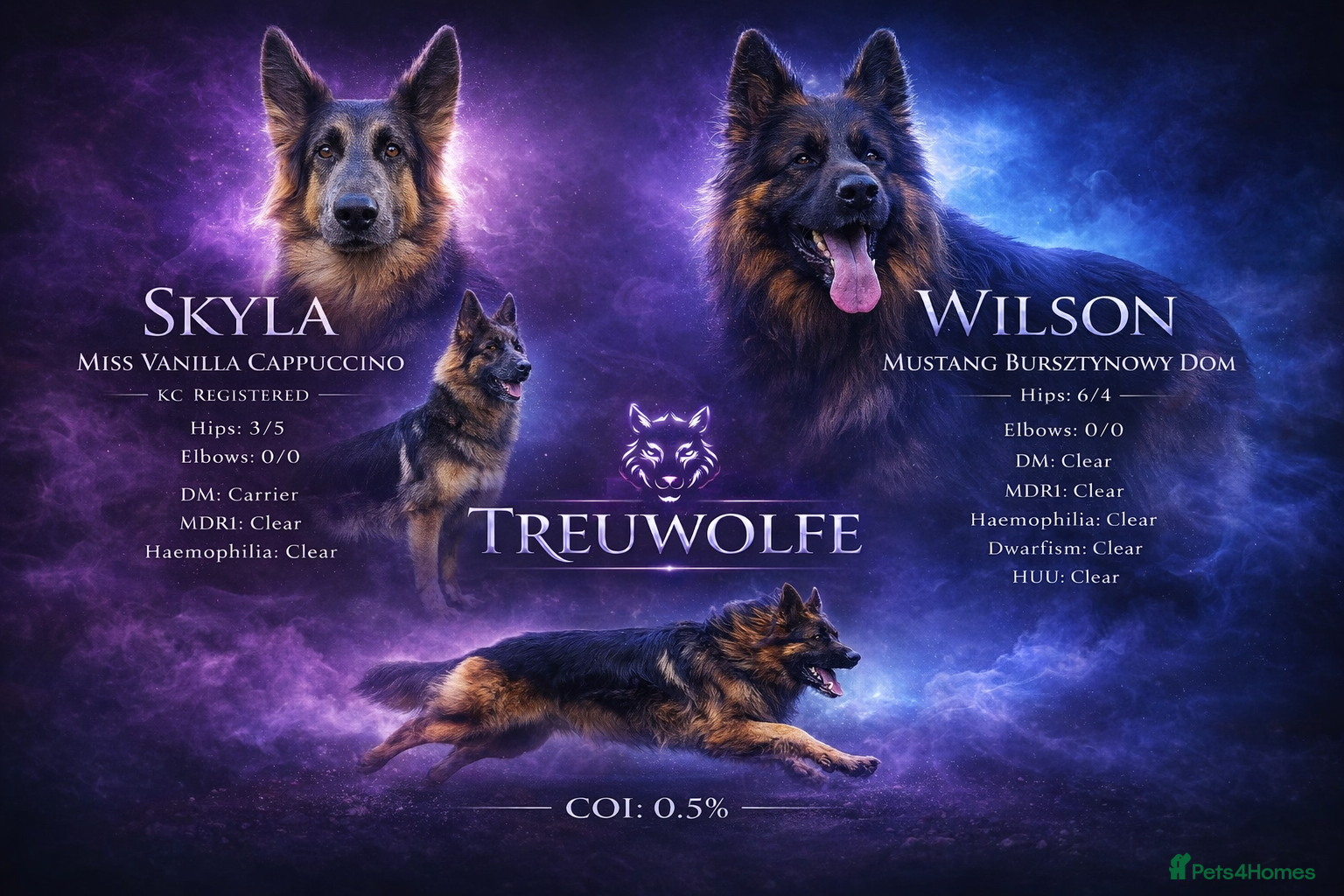 German Shepherd dogs Upcoming litter - due 19/04/26 - Advert 1