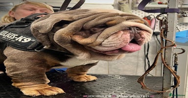 English Bulldog dogs - Advert 6