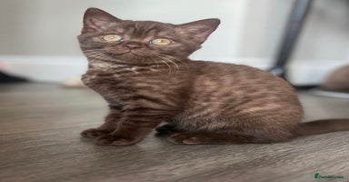 British Shorthair cats - Advert 13