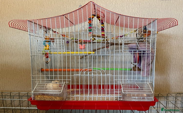 Budgerigars birds - Advert 6