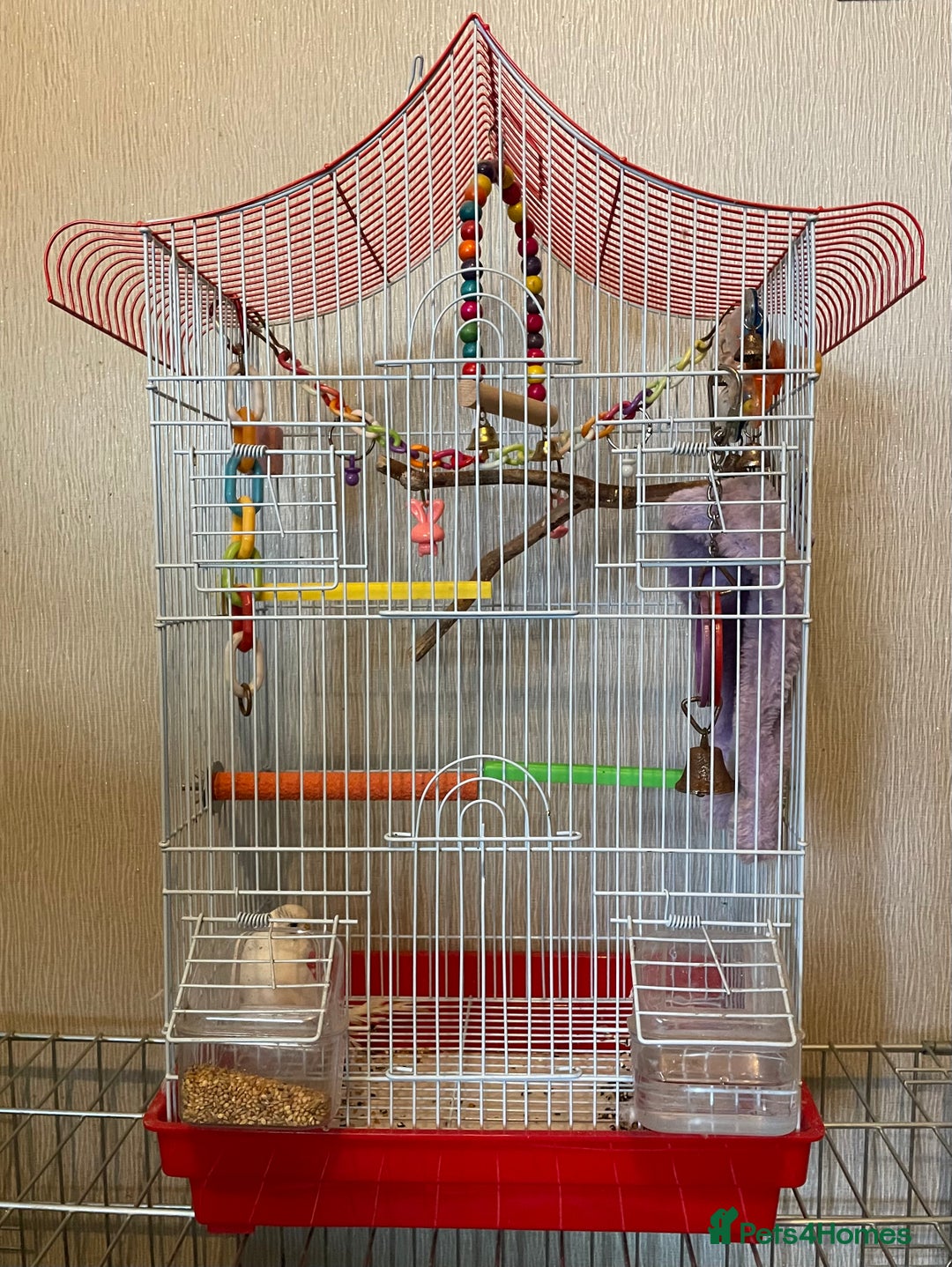 Budgerigars birds for sale: Young Female Budgie & Cage - Image 1