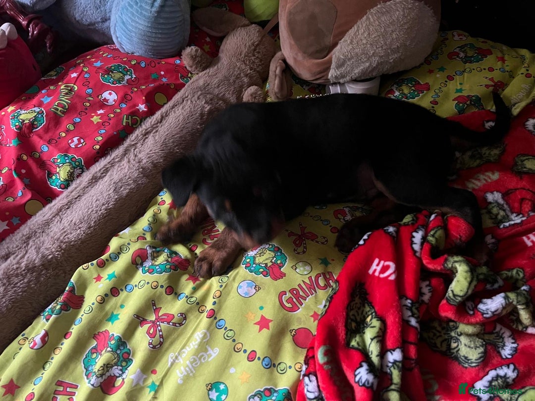 Rottweiler dogs for sale: Gorgeous Male Rotty Pup for Sale! Ready to Leave - Advert 5