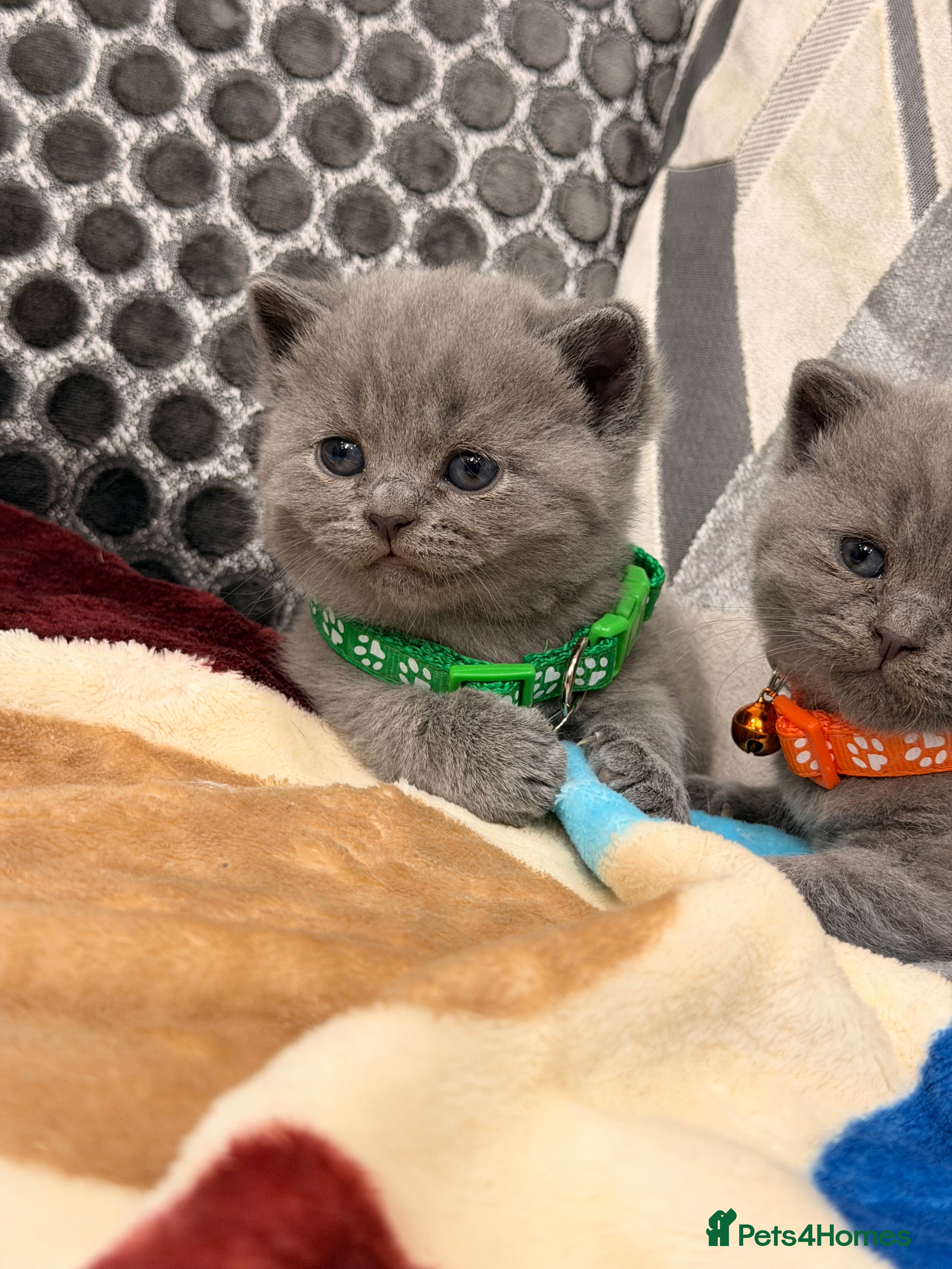 British Shorthair cats Last two Beautiful British Shorthair Kittens left - Advert 3