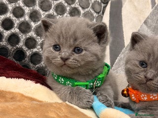 British Shorthair cats Last two Beautiful British Shorthair Kittens left - Advert 3