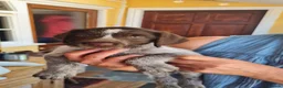 German Wirehaired Pointer dogs for sale: German Wire Haired Pointers - Advert 7