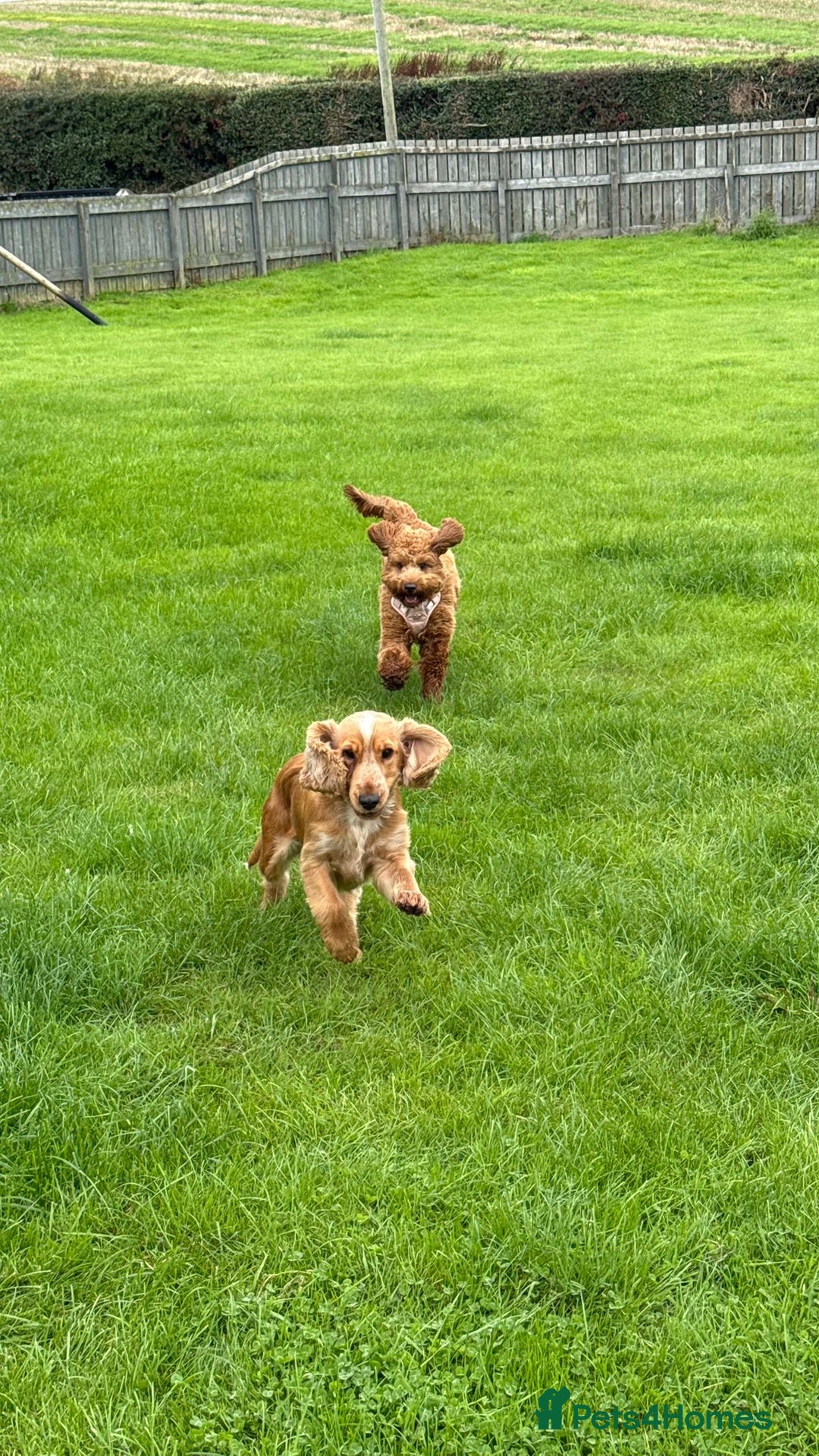 Cocker Spaniel dogs for stud: Honey - Advert 4