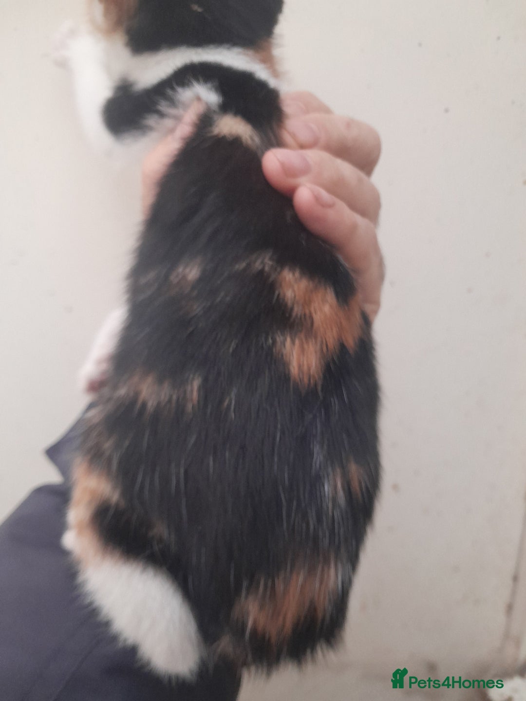 Manx cats for sale: Manx tailless kittens - Advert 3