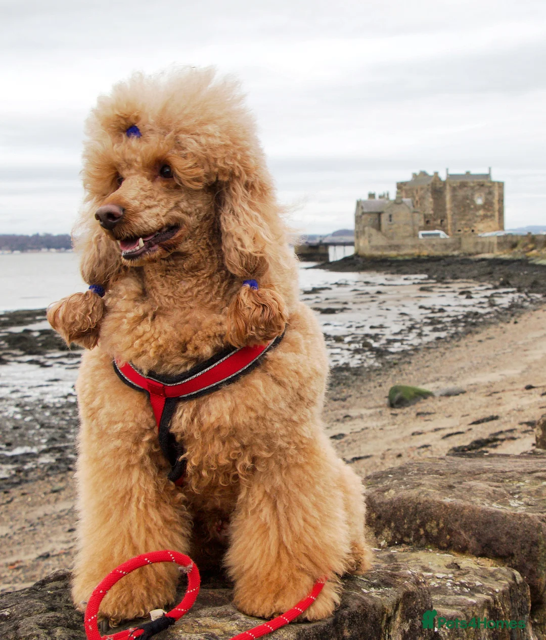 Miniature Poodle dogs for stud: Red KC registered miniature poodle - Health tested in Livingston - Advert 6
