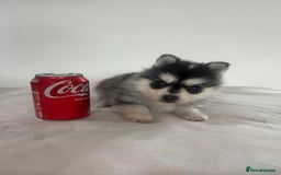 Pomsky dogs for sale: Honey I shrunk the Husky 😂 Genuine Toy size pomsk - Image 4