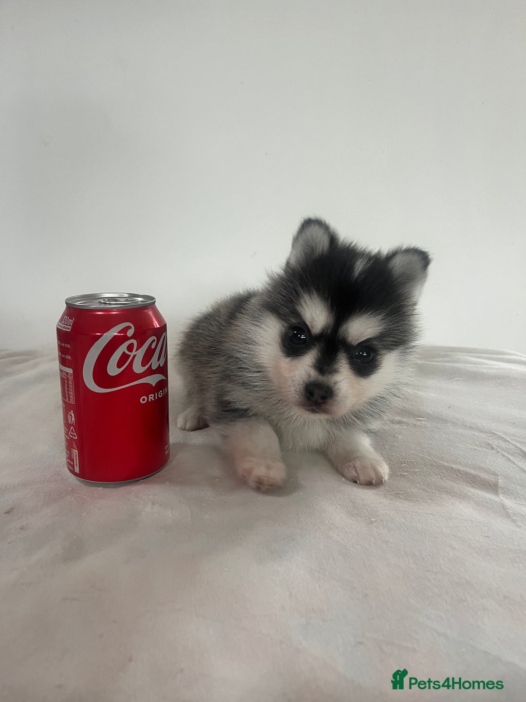 Pomsky dogs for sale: Honey I shrunk the Husky 😂 Genuine Toy size pomsk - Image 4
