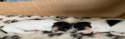 Jack Chi dogs for sale: Adorable Jack Chi puppies  - Advert 5