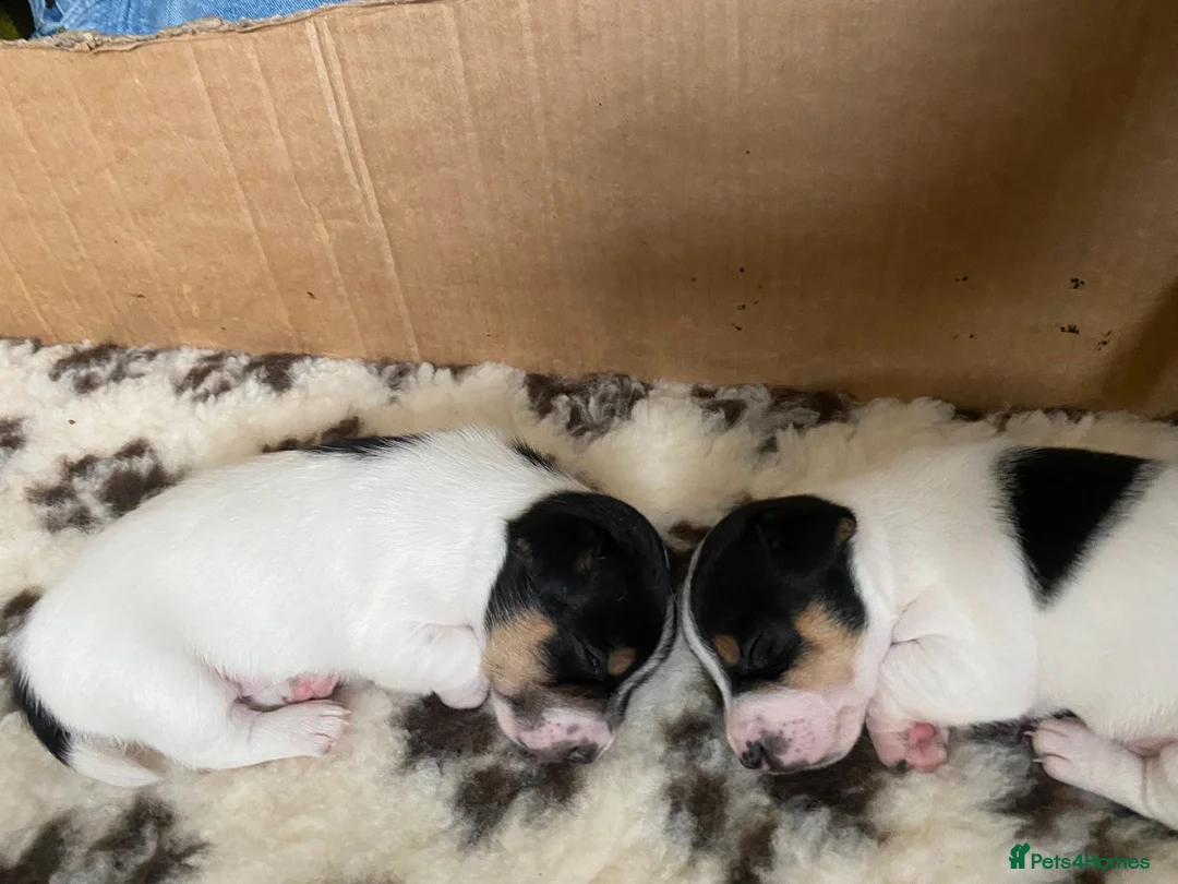 Jack Chi dogs for sale: Adorable Jack Chi puppies  - Advert 5