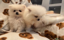 Pomeranian dogs for sale: Pomeranian  - Image 5