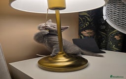 British Shorthair cats for sale: British shorthair  - Image 18