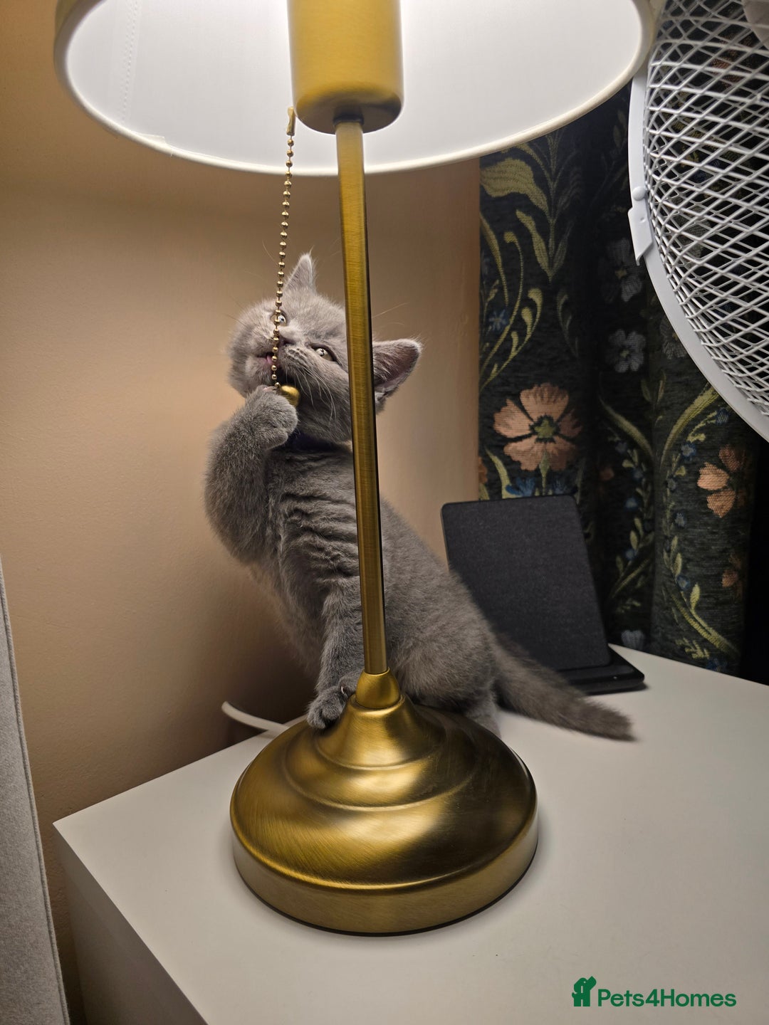 British Shorthair cats for sale: British shorthair  - Image 18