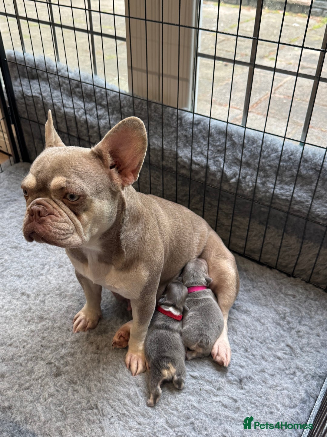 French Bulldog dogs for sale: Cocoa/fawn Fluffy frenchie girl  - Image 6