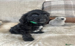 Cockapoo dogs for sale: Gorgeous F1 cockapoo puppies  - Image 12