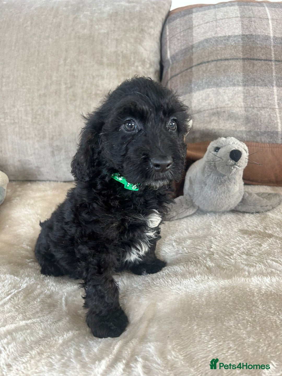 Cockapoo dogs for sale: Gorgeous F1 cockapoo puppies  - Image 12