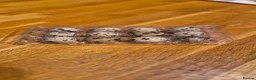 Quail poultry for sale: Coturnix Quail chicks in Corby - Advert 3