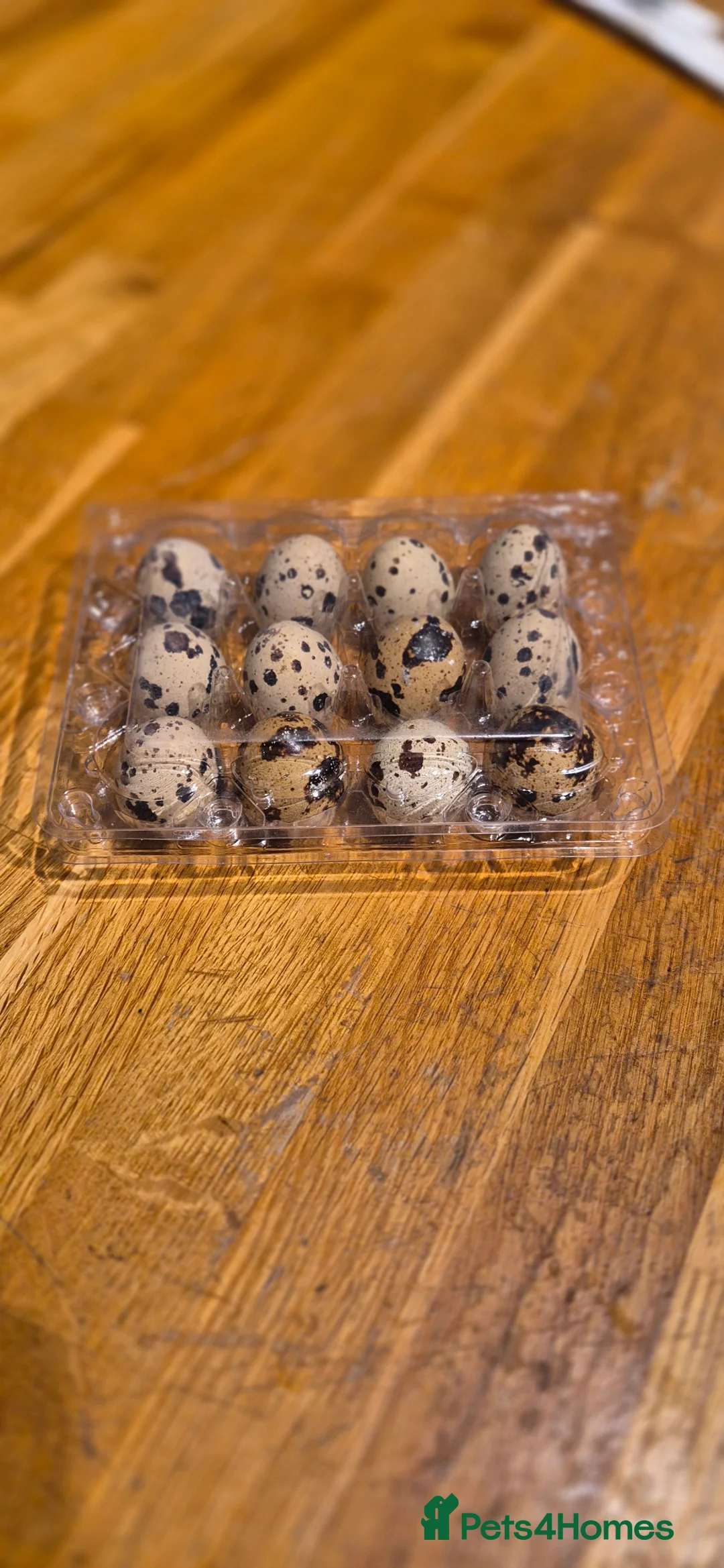 Quail poultry for sale: Coturnix Quail chicks in Corby - Advert 3