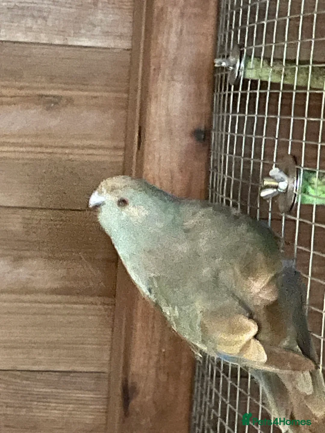 Parakeets birds for sale: 2 young Kakariki - Advert 2