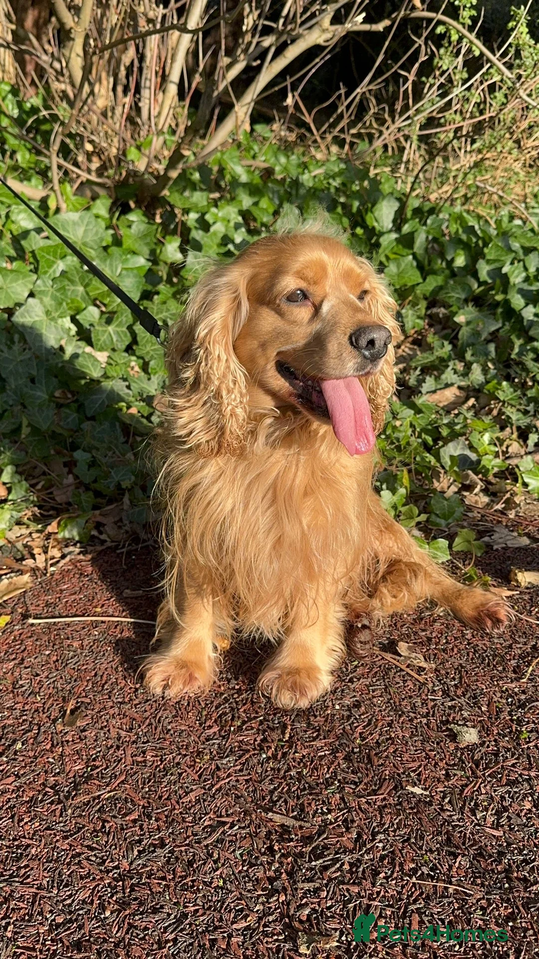 Cocker Spaniel dogs for stud: Working cocker spaniel  - Advert 1