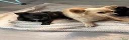 Chihuahua dogs for sale: Long hair chihuahua  in Stourbridge - Advert 2