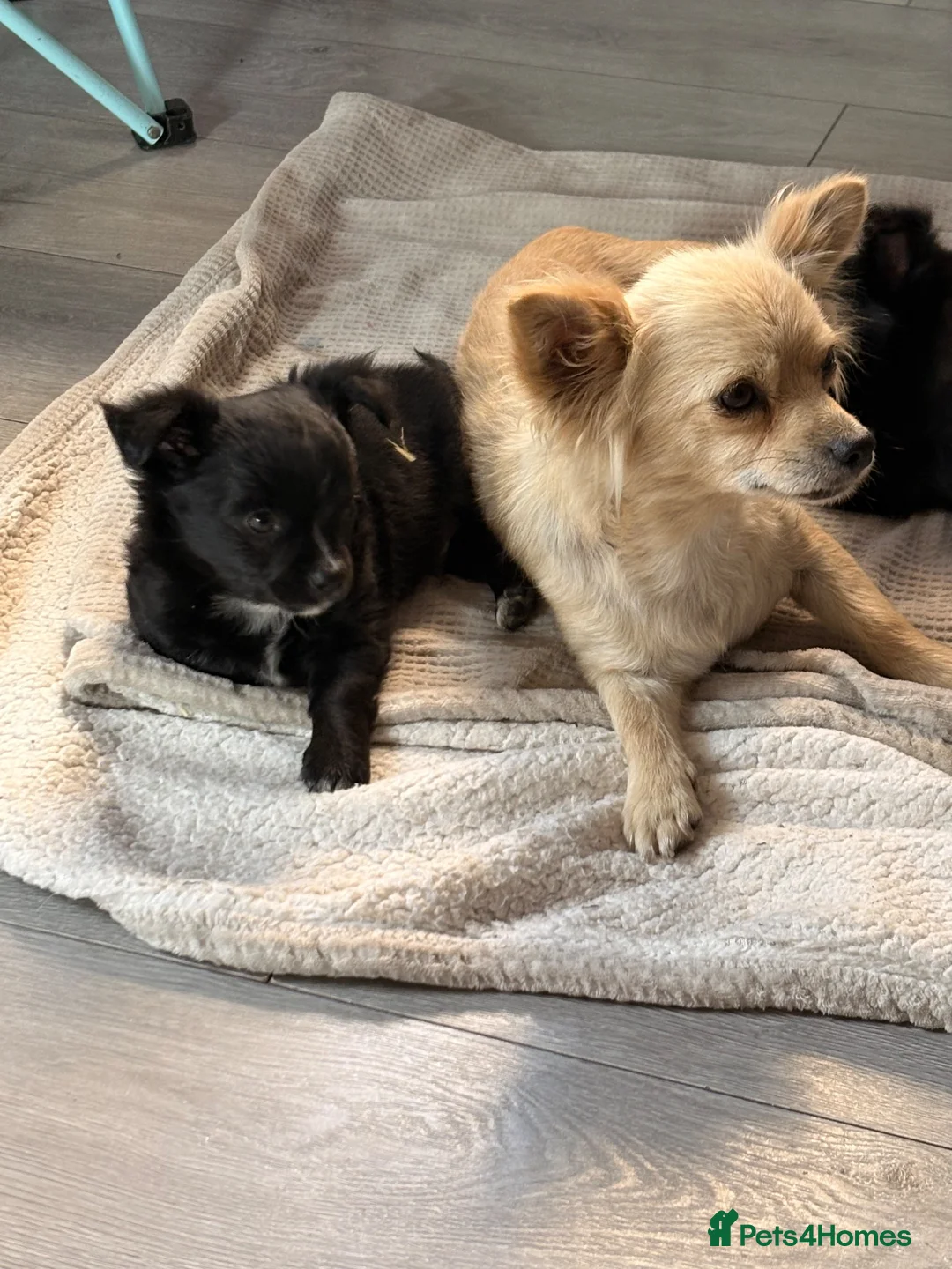 Chihuahua dogs for sale: Long hair chihuahua  in Stourbridge - Advert 2