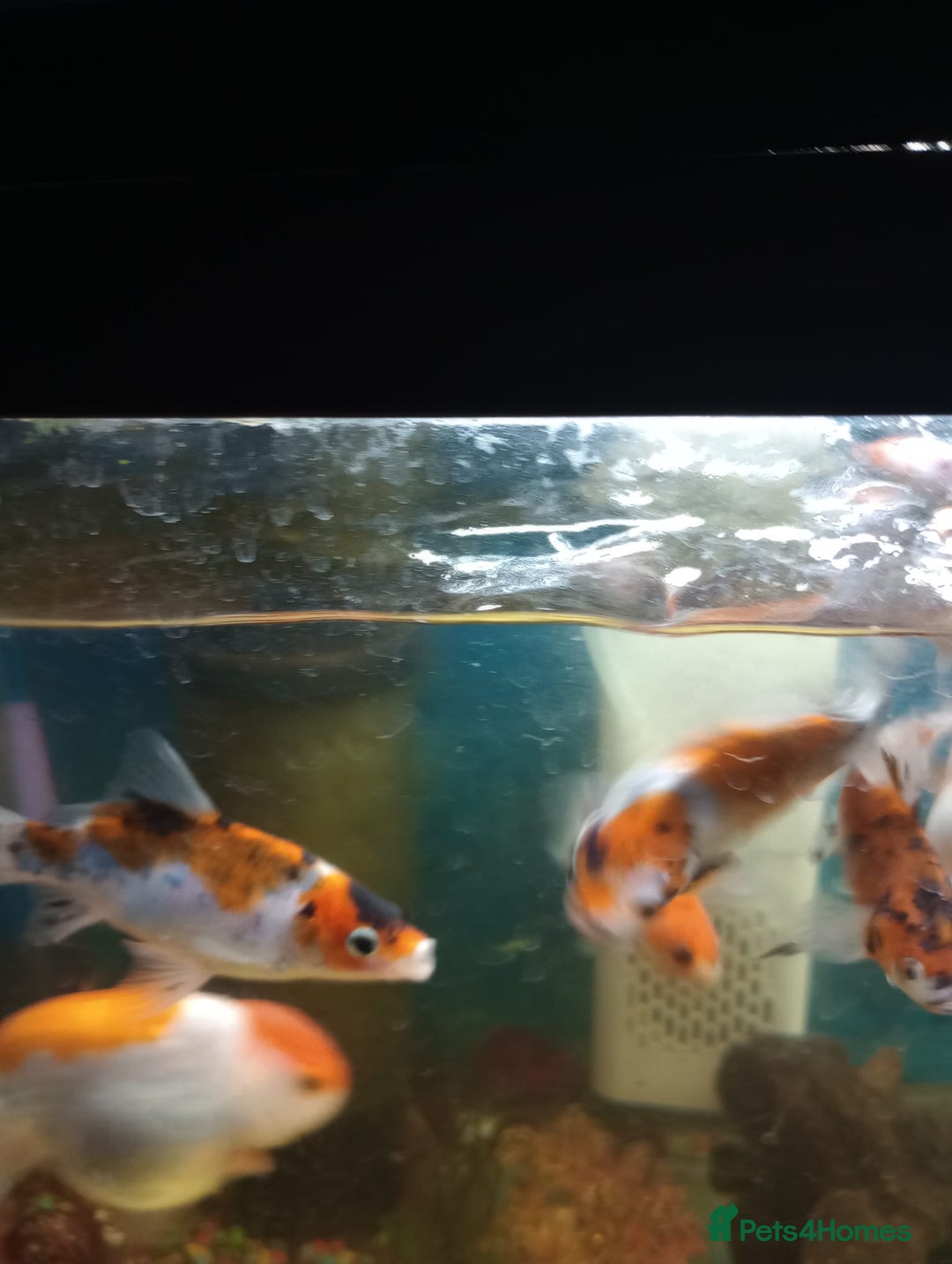 Shubunkins fish for sale:  Hi im Giving my fish away  - Image 1