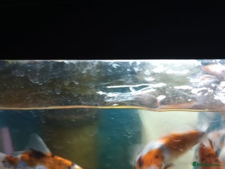 Shubunkins fish - Advert 1