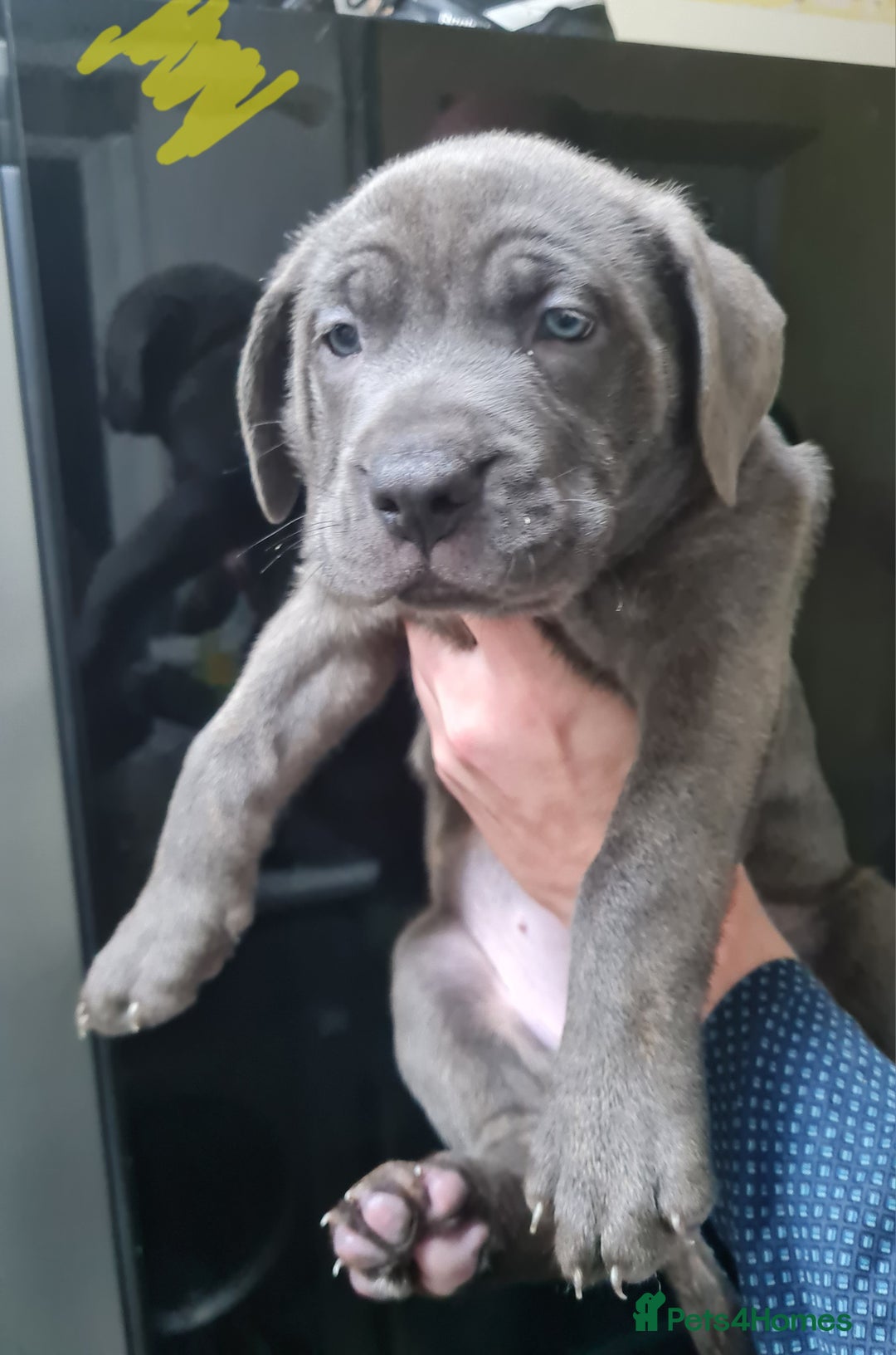 Mixed Breed dogs for sale: Presa canario - Advert 12