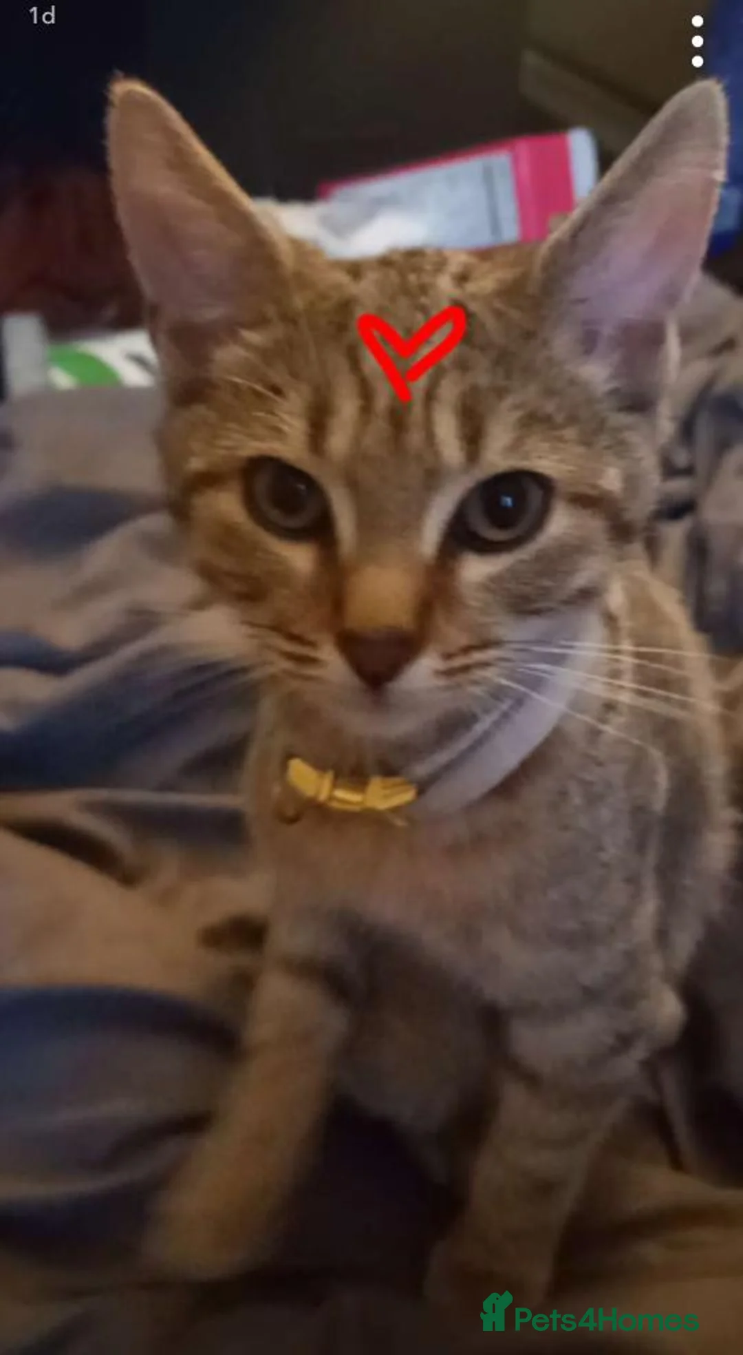 Mixed Breed cats for sale: Sweet male kitten - Advert 2