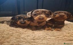 Miniature Dachshund dogs for sale: Miniature smooth haired dachshund  - Image 3