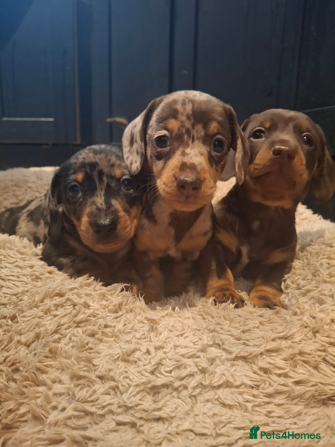 Miniature Dachshund dogs for sale: Miniature smooth haired dachshund  - Image 3