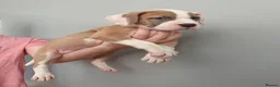 American Bulldog dogs for sale: American Bulldog Puppies - Advert 6