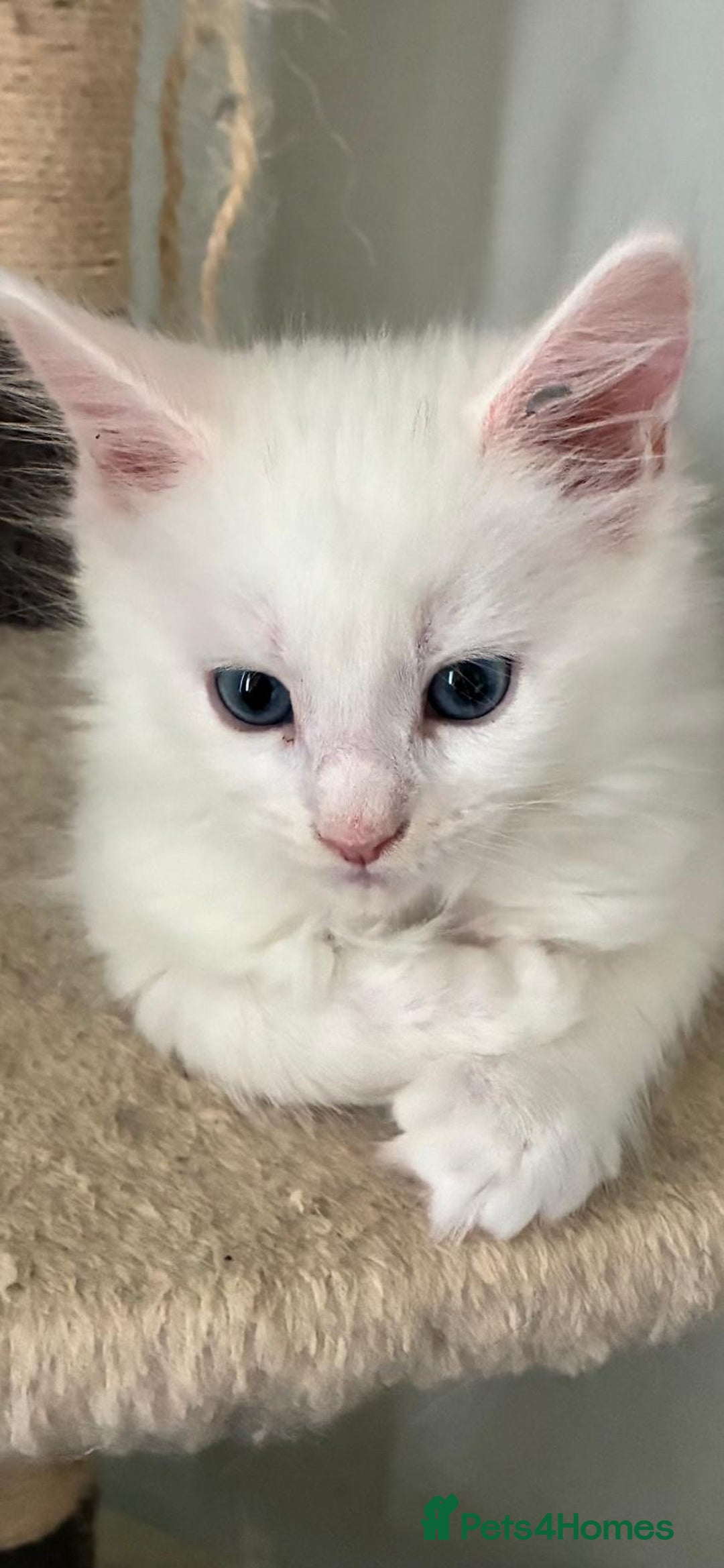 Maine Coon cats for sale: Purebred GCCF Maine Coon kittens - Image 8
