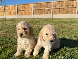 Cockapoo dogs Cockapoo puppies - Advert 6