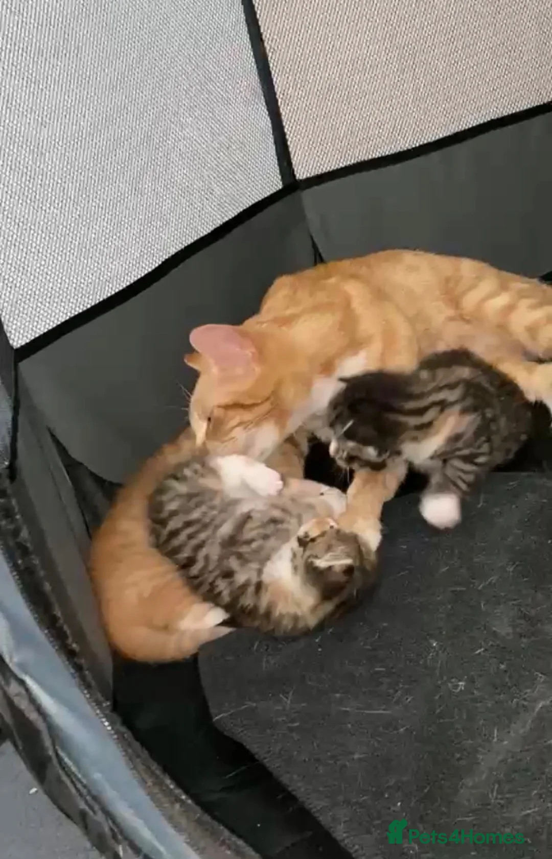 Mixed Breed cats for sale: Mixed Breed Kittens  - Advert 2