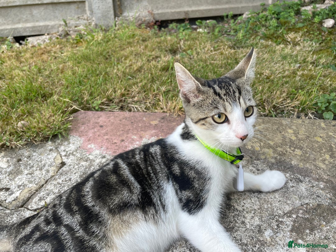 Domestic Shorthair cats for sale: Domestic short hair cat male - Image 4