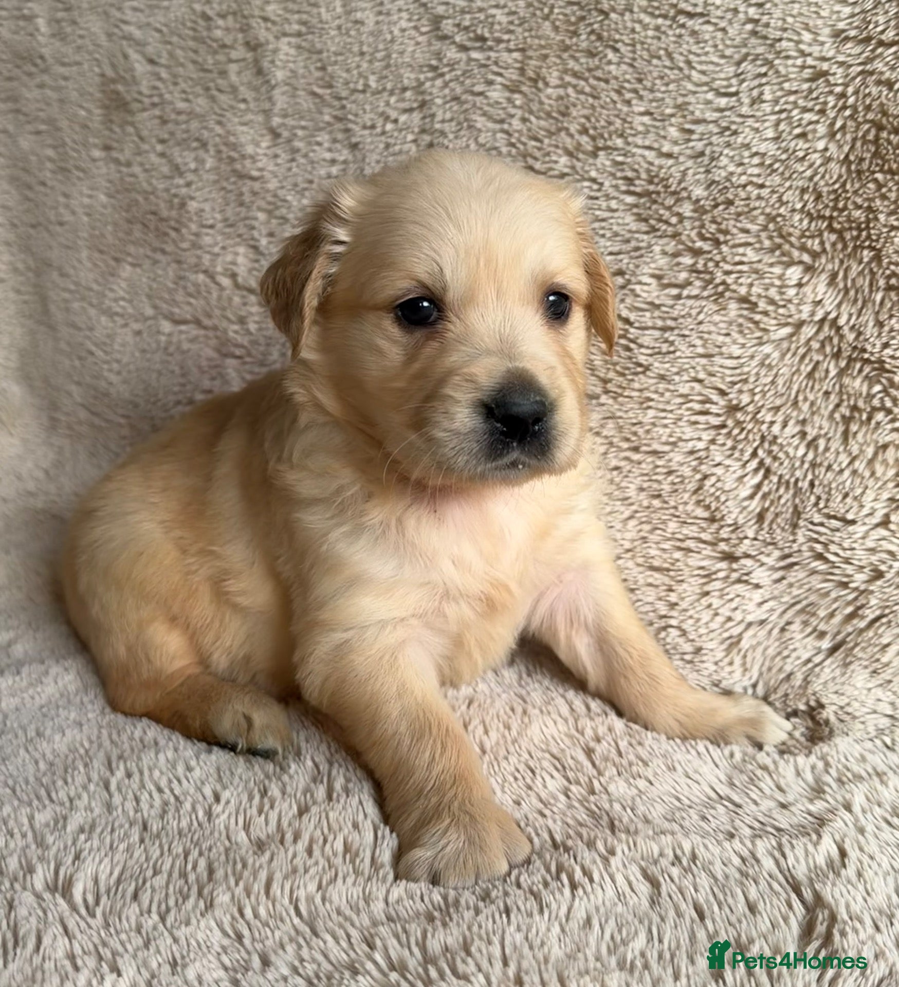 Golden Retriever dogs Golden retriever perfect puppies  - Advert 10