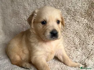 Golden Retriever dogs Golden retriever perfect puppies - Advert 12