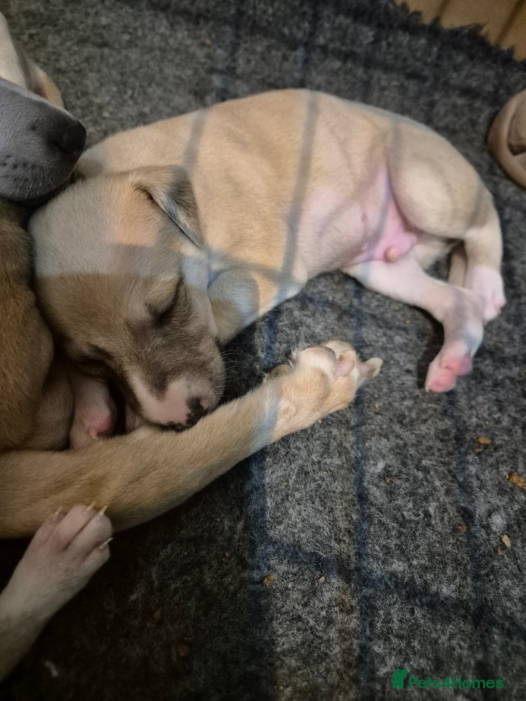Whippet dogs for sale: 5 fawn kc whippet puppies beauitful markings  - Image 15